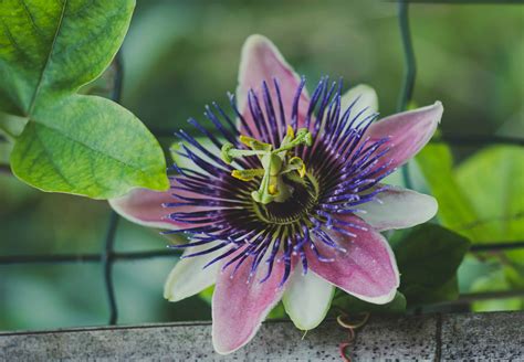 passion flower herbs